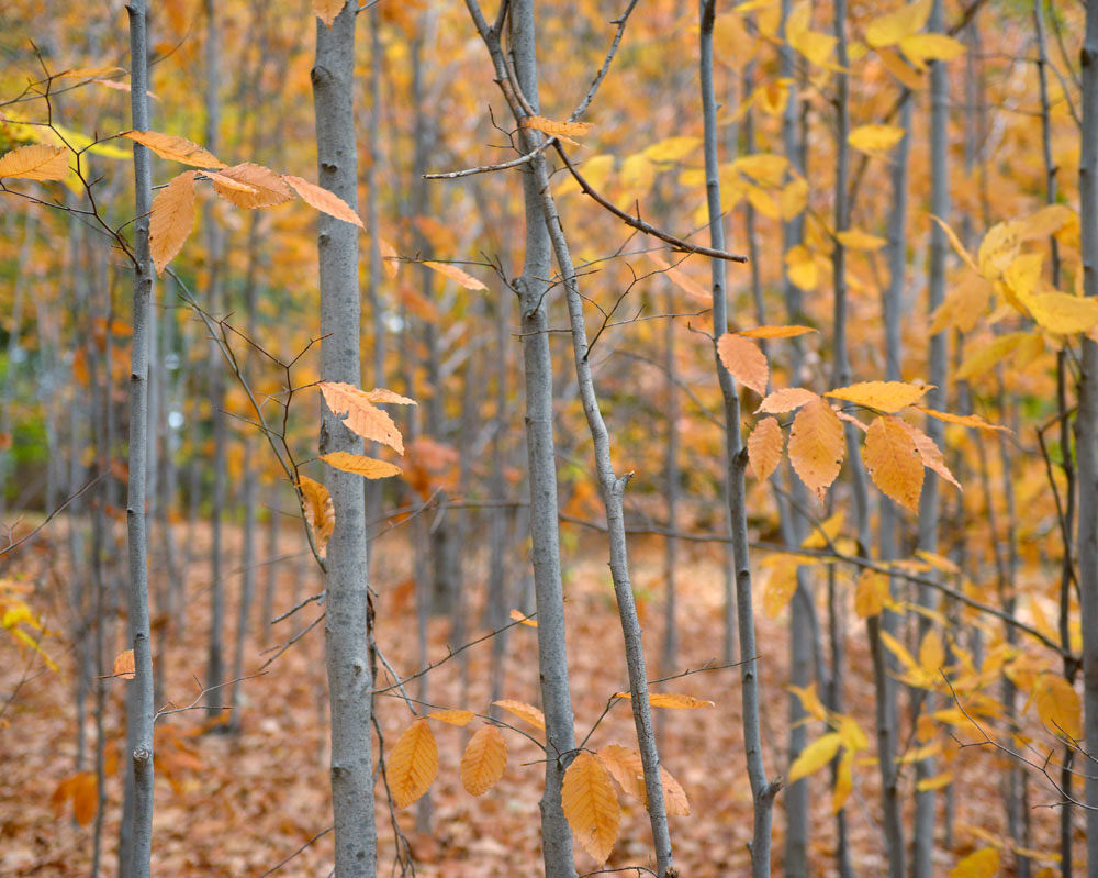 american_beech3